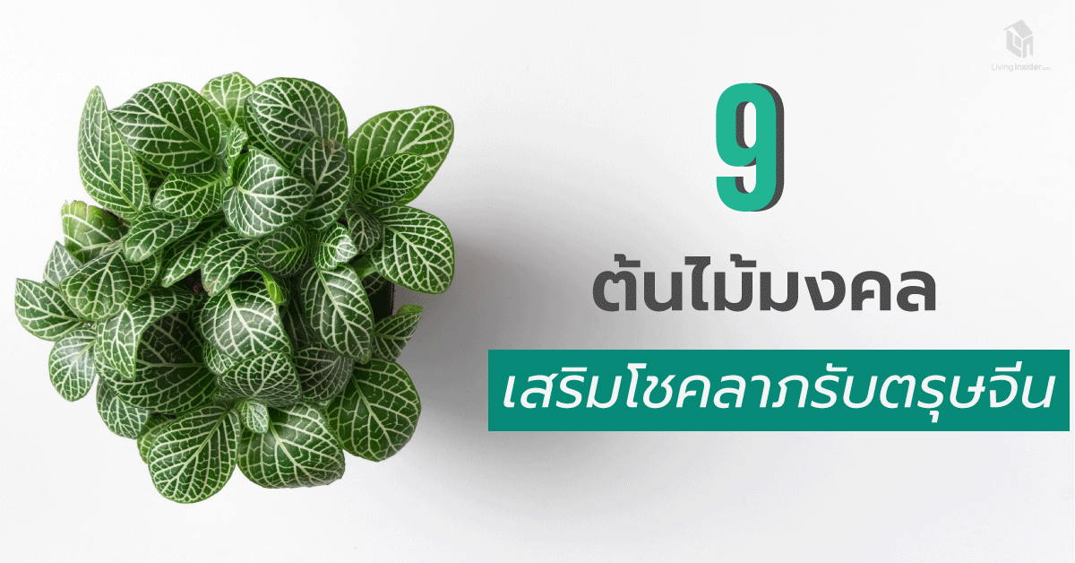 9 ต้นไม้มงคล เสริมโชคลาภรับตรุษจีน