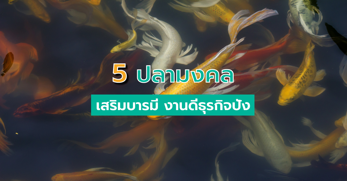 5 ปลามงคล เสริมบารมี งานดีธุรกิจปัง