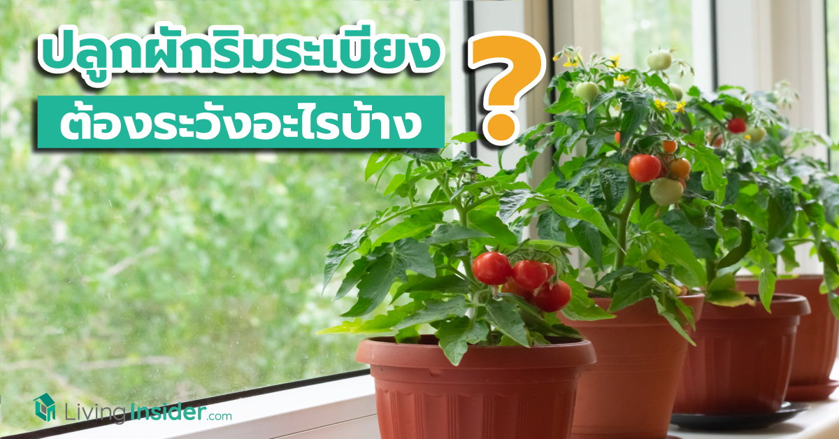 ปลูกผักริมระเบียง ต้องระวังอะไรบ้าง ? ข้อควรระวังสำหรับสายเฮลท์ตี้ที่อยากปลูกผักรับประทานเอง