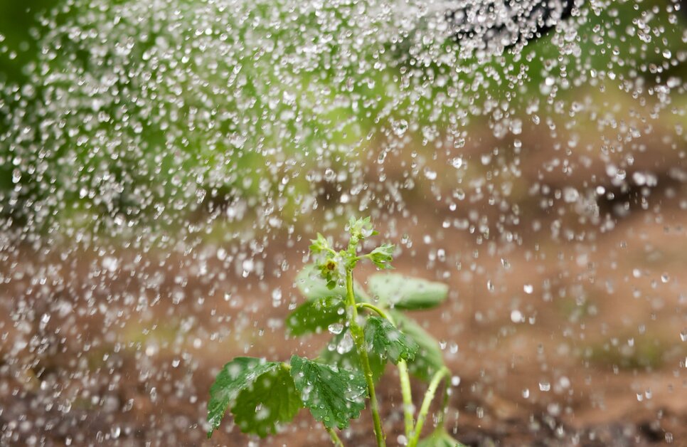 ไขข้อสงสัย ใช้น้ำฝนรดน้ำต้นไม้ดีกว่าใช้น้ำประปาจริงหรือไม่