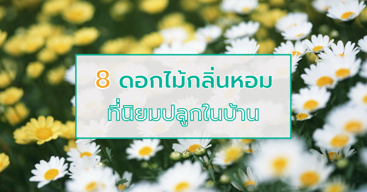 15 ดอกไม้กลิ่นหอม เพิ่มความหอมและความสดชื่นให้คนในบ้าน