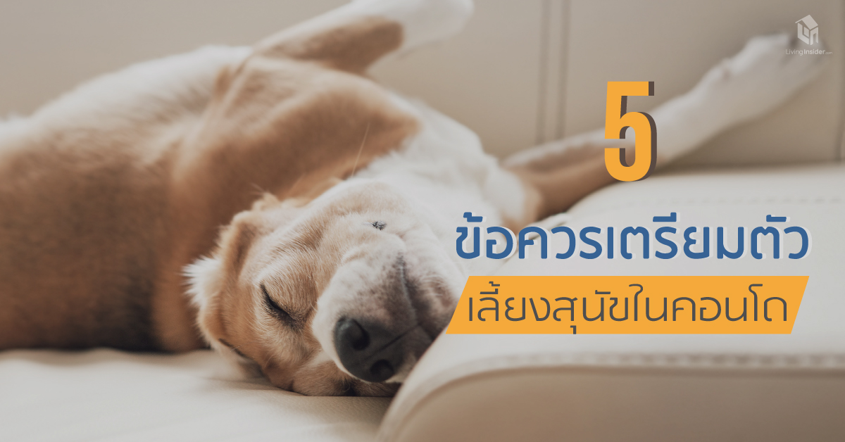 5 ข้อ เตรียมตัวก่อนเลี้ยงสุนัขในคอนโด