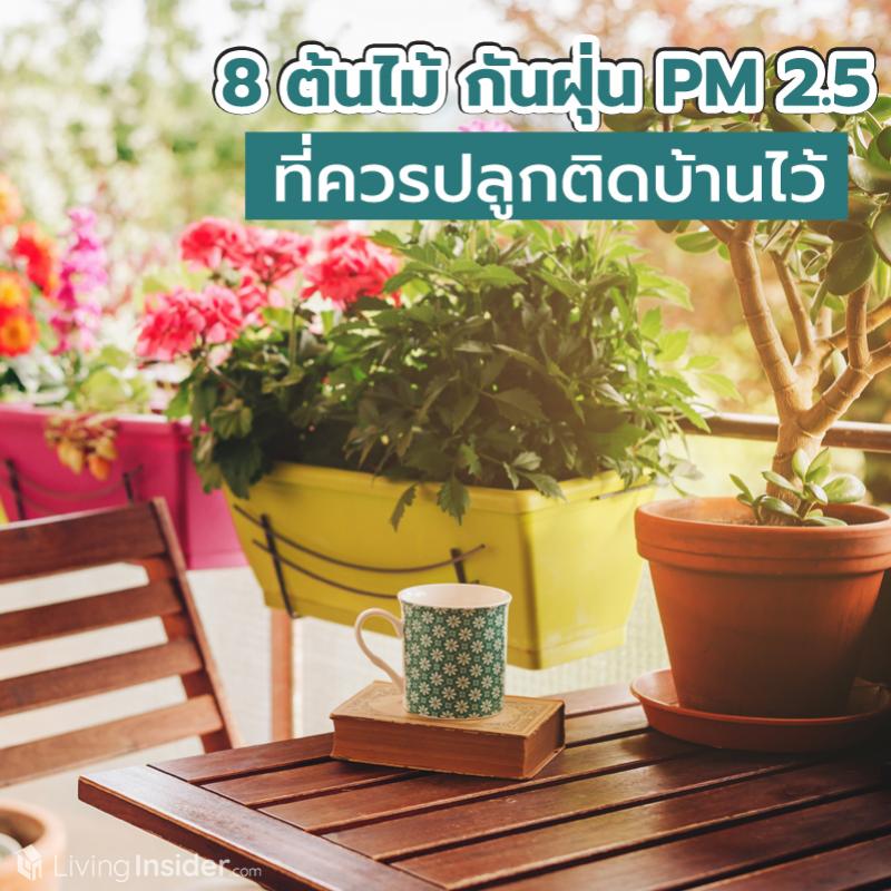 8 ต้นไม้ กันฝุ่น PM 2.5 ที่ควรปลูกติดบ้านไว้