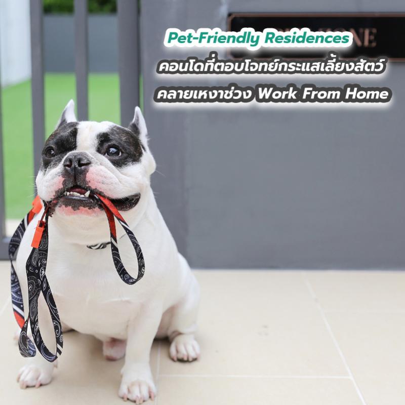 Pet-Friendly Residences คอนโดที่ตอบโจทย์กระแสเลี้ยงสัตว์คลายเหงาช่วง Work From Home