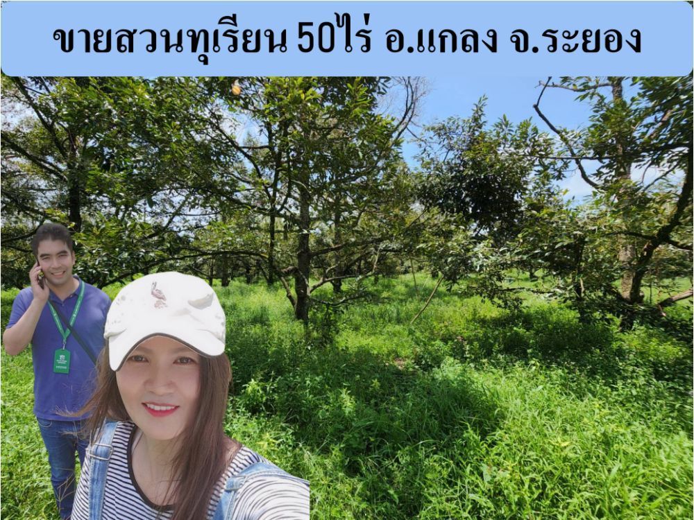 For SaleLandRayong : 50 rai of durian orchard for sale near Prasae intersection. 1.2 million per rai including transfer