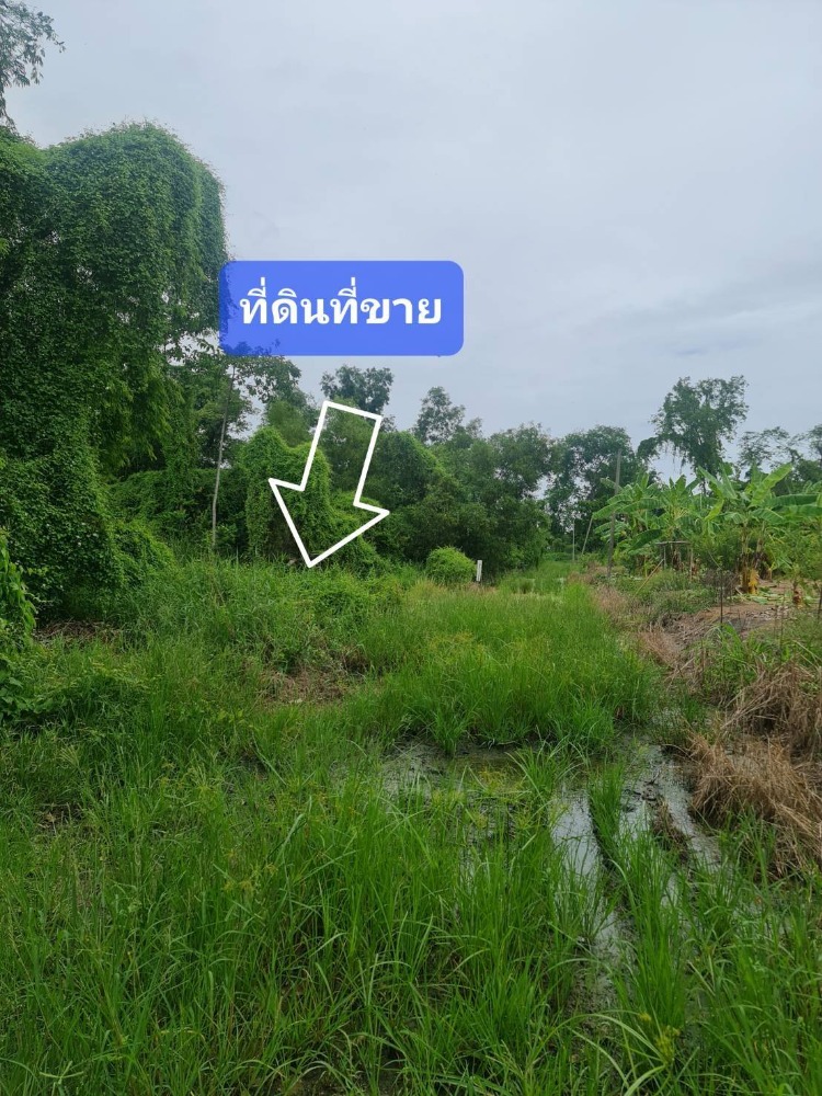 For SaleLandChaengwatana, Muangthong : Land for sale near Muang Thong, Pak Kret, Tiwanon 34 (budget alley)