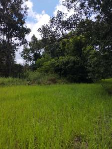 For SaleLandSi Sa Ket : vacant land for sale Located in a green area, good atmosphere, natural scenery, Sisaket Province