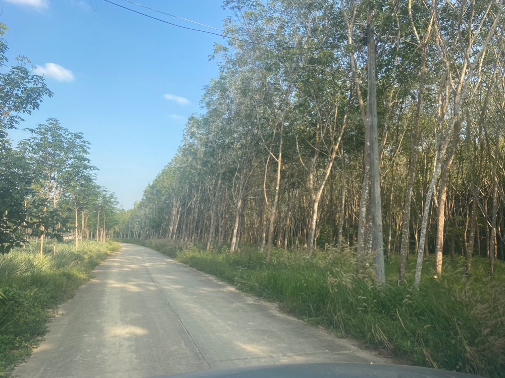 For SaleLandHuahin, Prachuap Khiri Khan, Pran Buri : Reduce energy for the new year! Rubber plantation land for sale, 17 rai, University 5, Cha Muang, Bang Saphan