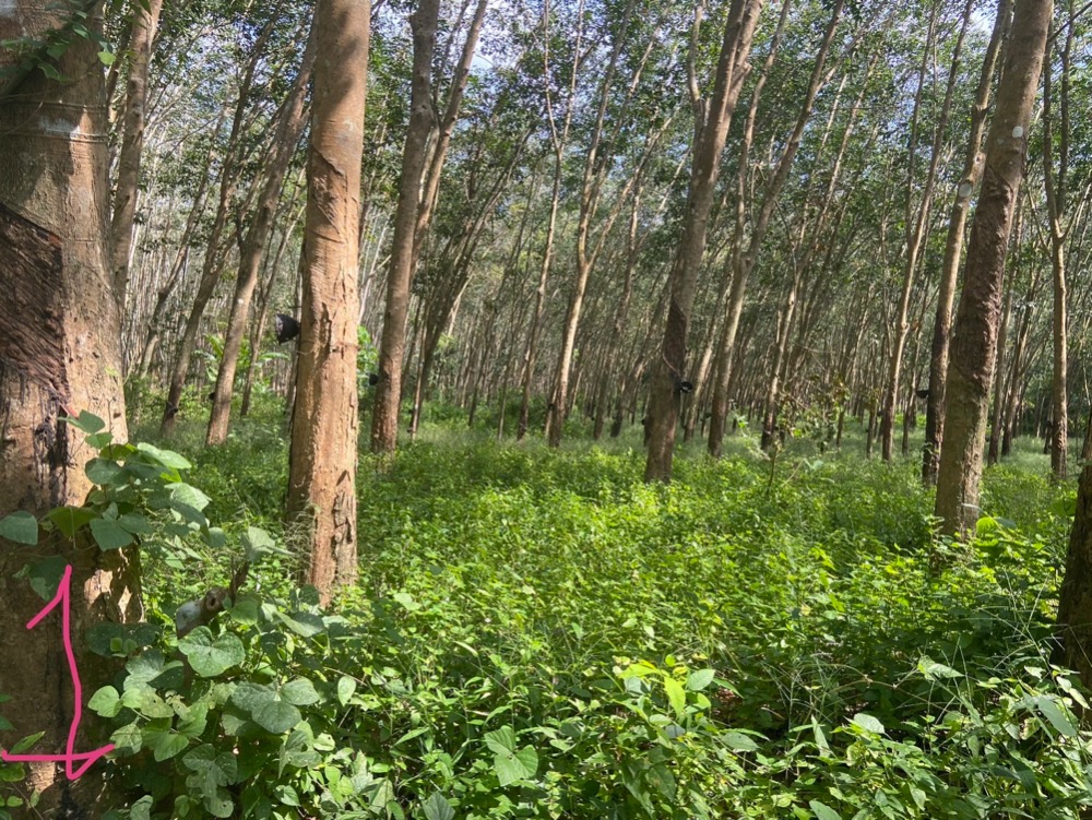 For SaleLandHuahin, Prachuap Khiri Khan, Pran Buri : Reduce energy for the new year!!! Land for sale in rubber plantation, 26 rai, Thung Chuek, Ron Thong Subdistrict, Bang Saphan District