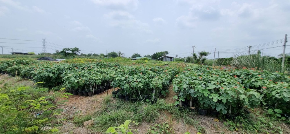 For SaleLandNonthaburi, Bang Yai, Bangbuathong : Land for sale on the main road, Bang Muang - Bang Khu Lat, 5 Rai, filled in, Bang Yai, Nonthaburi.