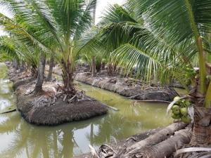 For SaleLandMahachai Samut Sakhon : coconut plantation for sale Ban Phaeo District, 21 rai, next to the canal