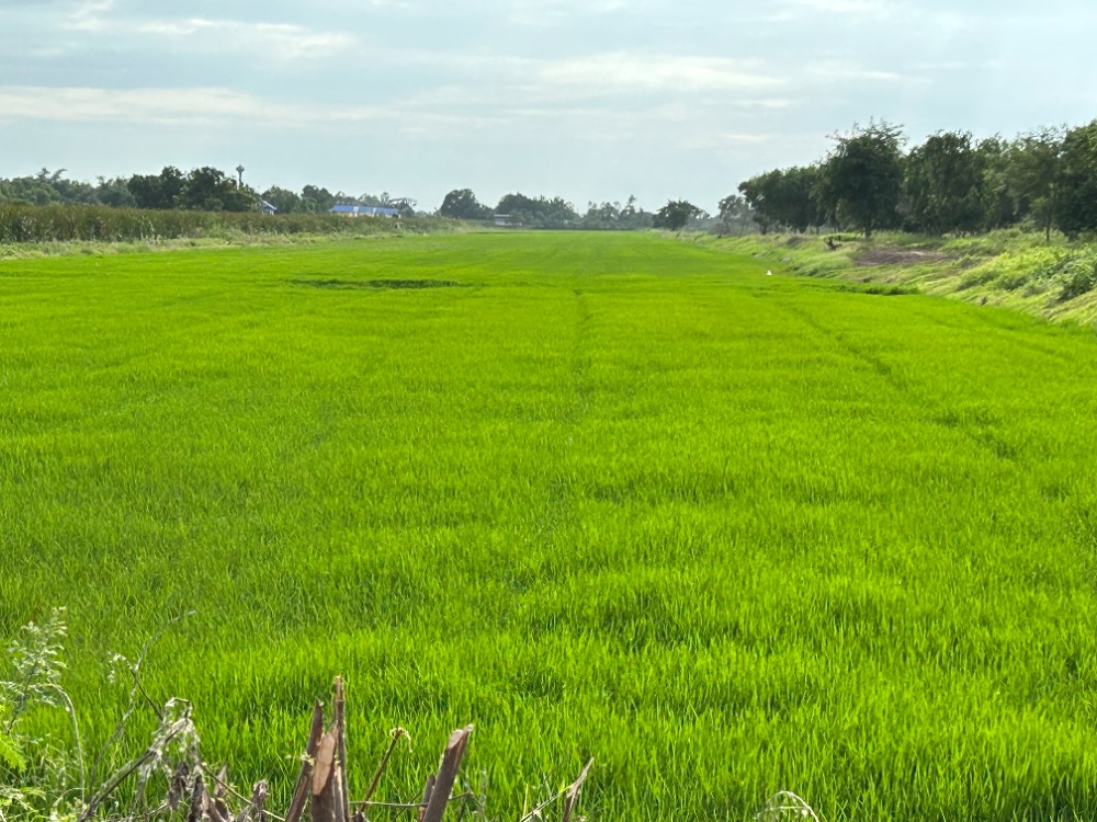 For SaleLandAyutthaya : Land for sale 51 rai front and back of the land. Next to the concrete road, cut through both front and back (exit Phaholyothin Road and Rojana-Wang Noi Road), 2 kilometers to the motorway, suitable for warehouses. and housing estates, townhomes, detached