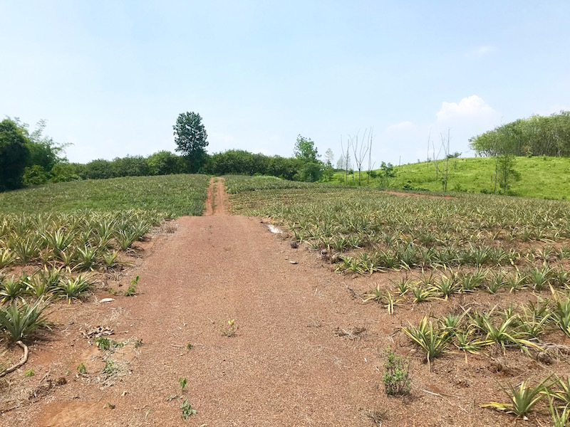 For SaleLandTrat : Land suitable for duria gardening, 25 rai, title deed away from Bo Rai District Trat province, only 3 km.