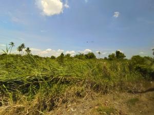 For SaleLandRama5, Ratchapruek, Bangkruai : Land for sale, Bang Kruai, Ratchaphruek, 5 rai 2 ngan 80 square wa.