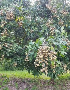 For SaleLandChiang Rai : Beautiful land for sell next to the weir with golden teak and longan trees, area size 17 rai, near Pa Ngae railway station. Chiang Rai