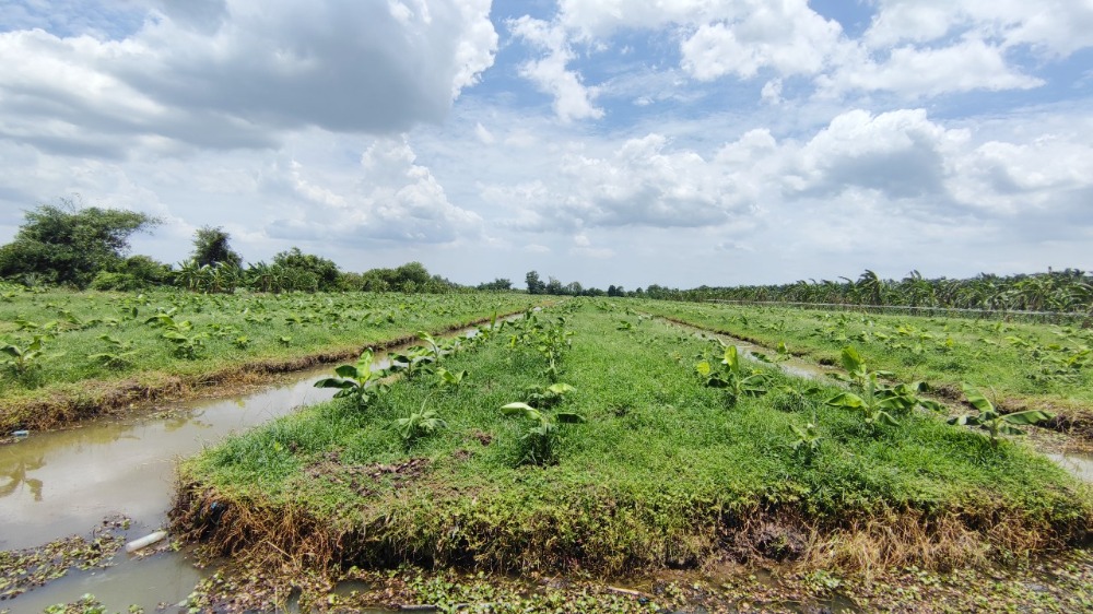 ขายที่ดินปทุมธานี รังสิต ธรรมศาสตร์ : ขาย ที่ดิน 44 ไร่ คลอง 13 หนองเสือ ปทุมธานี ใกล้ถนนเลียบคลอง มีไฟฟ้าและประปา