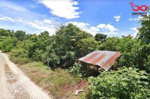 For SaleLandLamphun : Mango plantation land for sale, 3 rai 3 ngan 74.4 square wah, selling appraisal price, Lamphun Province