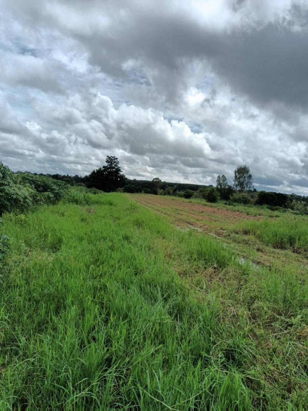 For SaleLandKhon Kaen : ❤️❤️❤️Land for sale in Nong Tum Subdistrict, Khon Kaen Province, near Chatchawan Pig Farm, very cheap price, size 4 rai 3 ngan 33.4 sq m, width 60 meters, depth 36 meters, land is 40 meters deep in front of the road and there is a road to enter the land. 