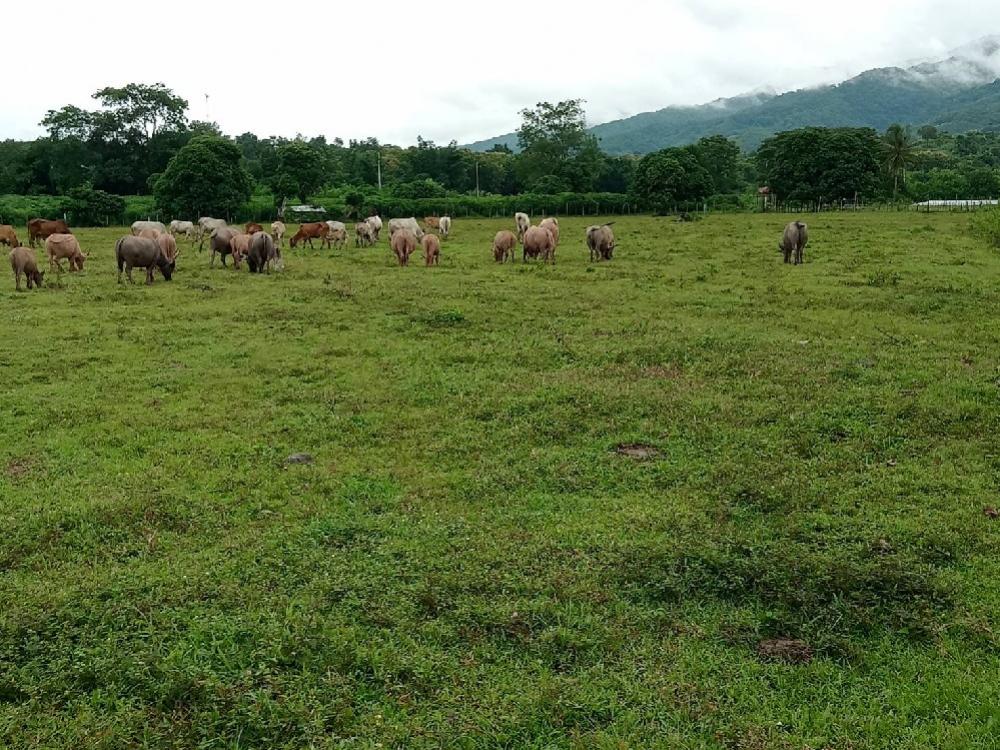 For SaleLandNan : Agricultural garden and animal raising Next to the Nan River