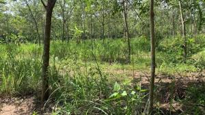 For SaleLandLoei : L080067 Empty land for sale with agricultural garden. With perennial economic plants, Chiang Khan, Loei Province