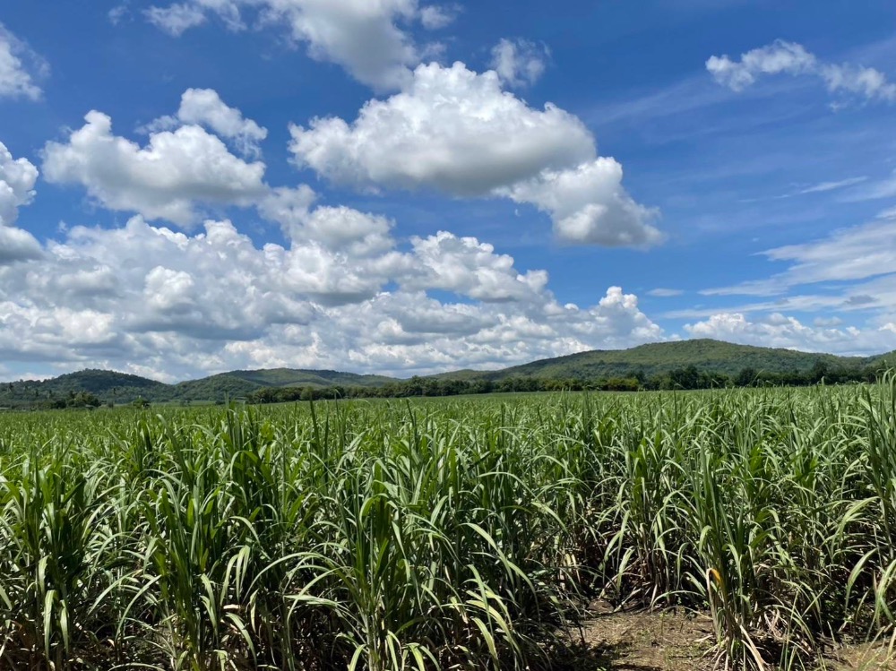 For SaleLandPhetchabun : Empty land for sale, 3 title deeds, only 1 km from Road 21, Bueng Sam Phan District, Phetchabun, suitable for agriculture, with water available all the time.