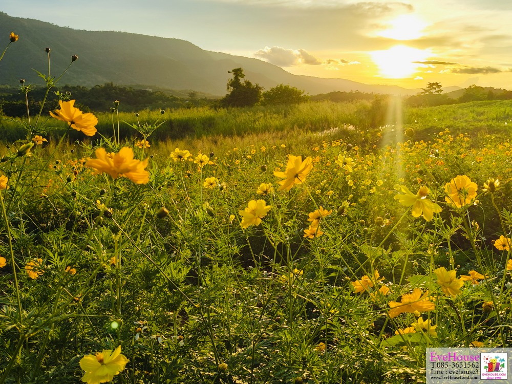 ขายที่ดินปากช่อง เขาใหญ่ : ที่ดิน เขาใหญ่ 90 ไร่ ติดถนน 620 เมตร วิวสวยมาก ใกล้รร.อินเตอร์คอนฯ , ทอสคาน่า,สวอนเลค