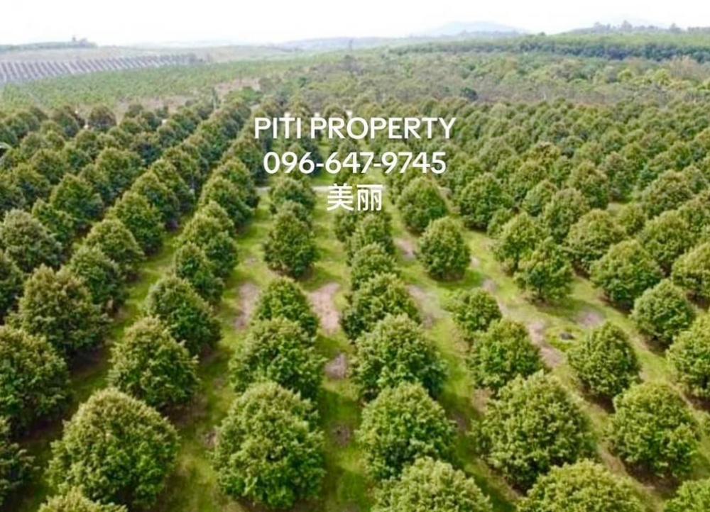 For SaleLandTrat : 🚩Mon Thong durian orchard for sale, Trat Province, Red Garuda title deed, 178 rai, 8 year old durian, ready to harvest in season. Reduced selling price to 1,200,000 baht per rai.