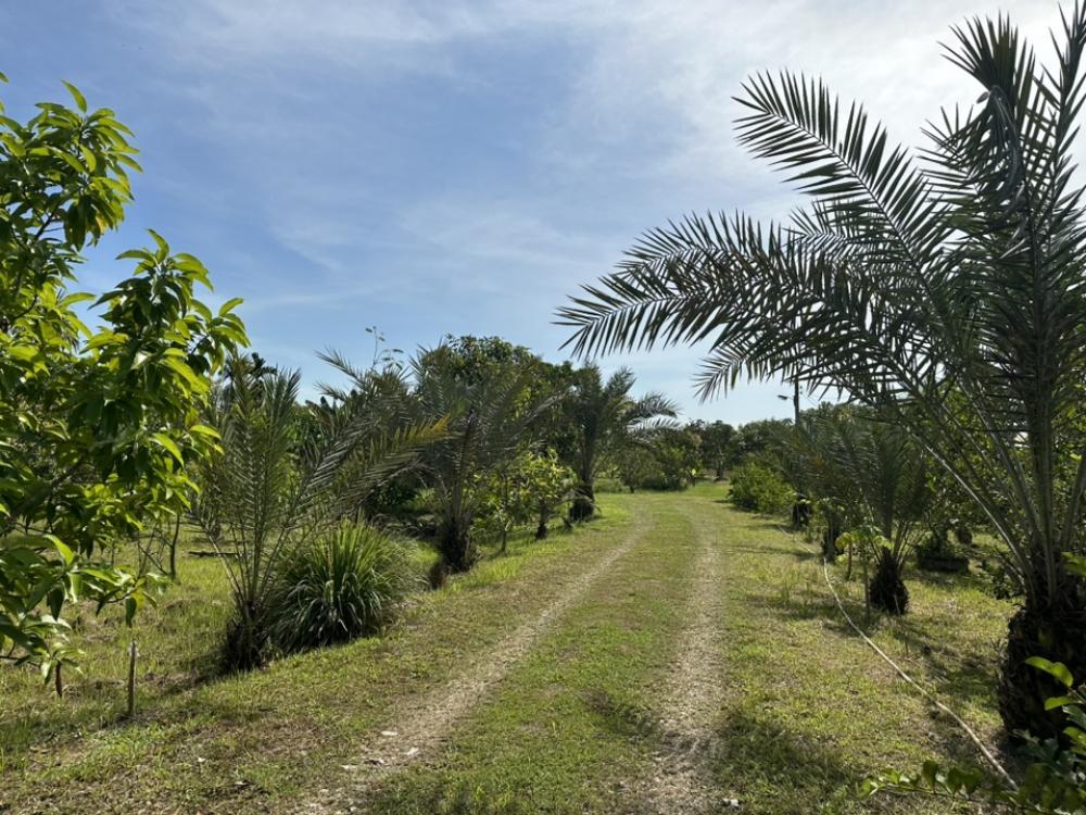 For SaleLandNakhon Nayok : Land for sale in Nakhon Nayok Province, Ban Na District, next to a paved road, in front next to Wang Sai Canal.