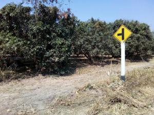 For SaleLandLamphun : 7.5 rai of land (logan garden) adjacent to the road in A. Pasang, C. Lampoon