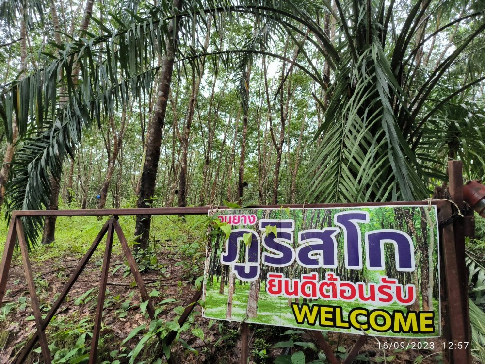 For SaleLandLoei : Urgent sale!! Rubber plantation 22 rai with house, near the city, Mueang District, Loei Province.