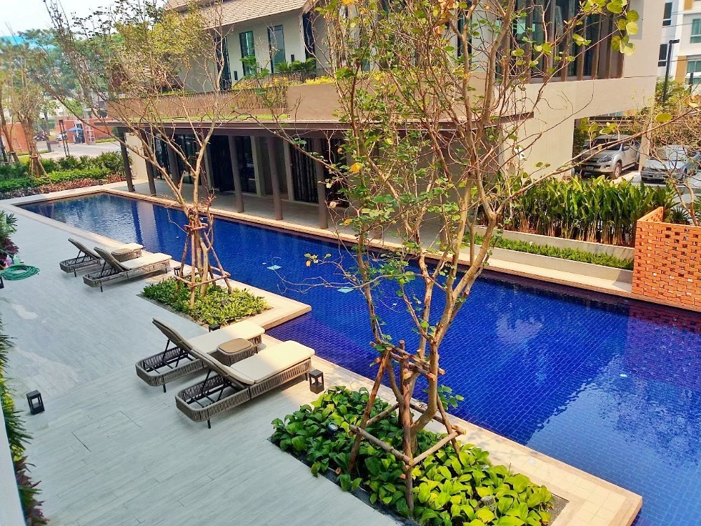 For RentCondoChiang Mai : For rent (For Rent) D Condo Rin Chiang Mai, pool view