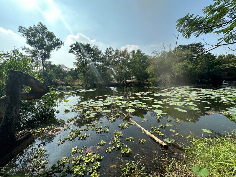 ขายที่ดินปทุมธานี รังสิต ธรรมศาสตร์ : ขาย ที่ดิน ติดริมคลอง นาวิน ปาร์ค คลองหลวง ปทุมธานี ห่างถนนเลียบคลองเพียง 200 เมตร