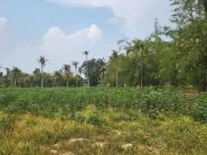 For SaleLandSriracha Laem Chabang Ban Bueng : Empty land for sale, Bueng Sriracha, next to public road, purple plan area, near bypass road.