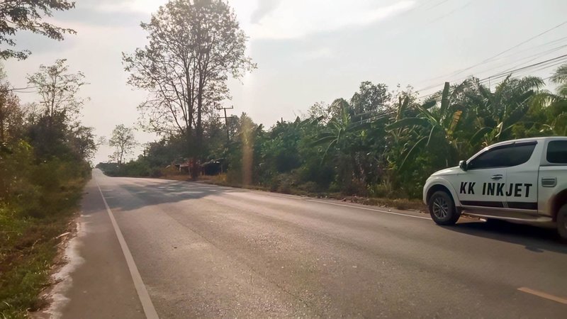 For SaleLandKalasin : Land for sale in Nong Kung Si, Kalasin, next to Huai Mek - Tha Khan Tho highway, with palm orchard and date palm orchard.