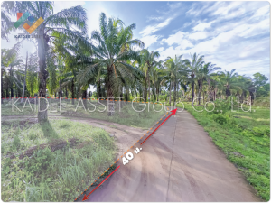 For SaleLandChumphon : Land in Tha Sae, Chumphon, palm garden, near Phetkasem Road.