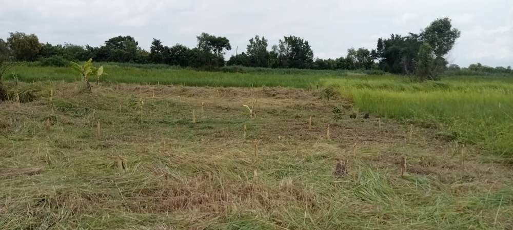 For SaleLandNakhon Nayok : Empty land for sale, Khlong 24, Sisa Krabue Subdistrict. Ongkharak District