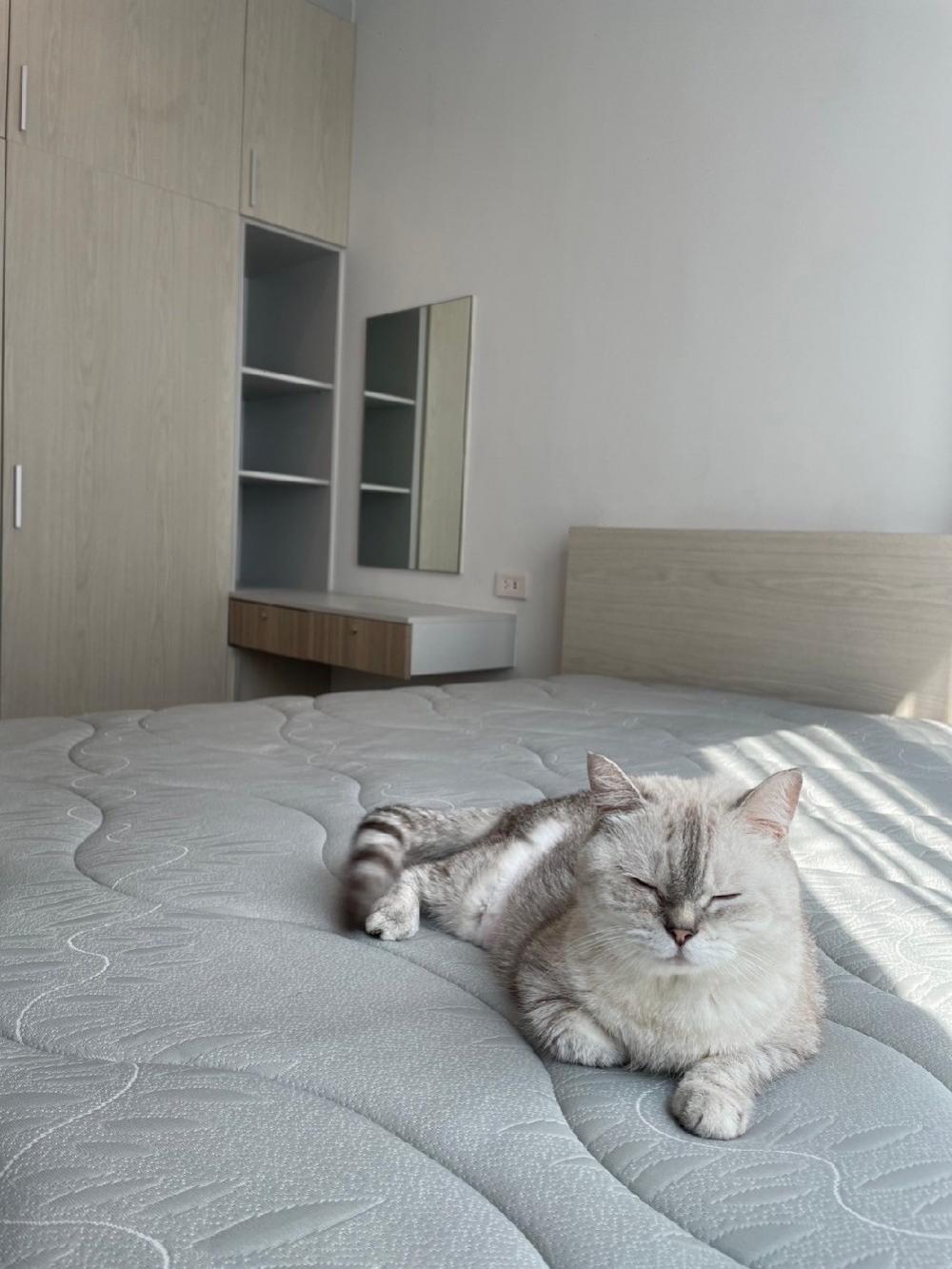 For SaleCondoSamut Prakan,Samrong : Condo allows pets near BTS Bearing🐱🐶🐺