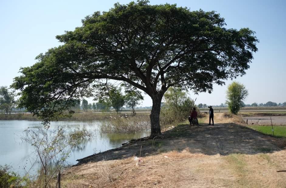 ขายที่ดินชัยนาท : ขายด่วน ที่ดิน 34 ไร่ โพนางดำออก ใกล้ถนนดำ