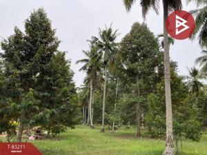 For SaleLandChumphon : Durian orchard land for sale, area 6 rai 1 ngan 61 square wah, Tha Sae, Chumphon.