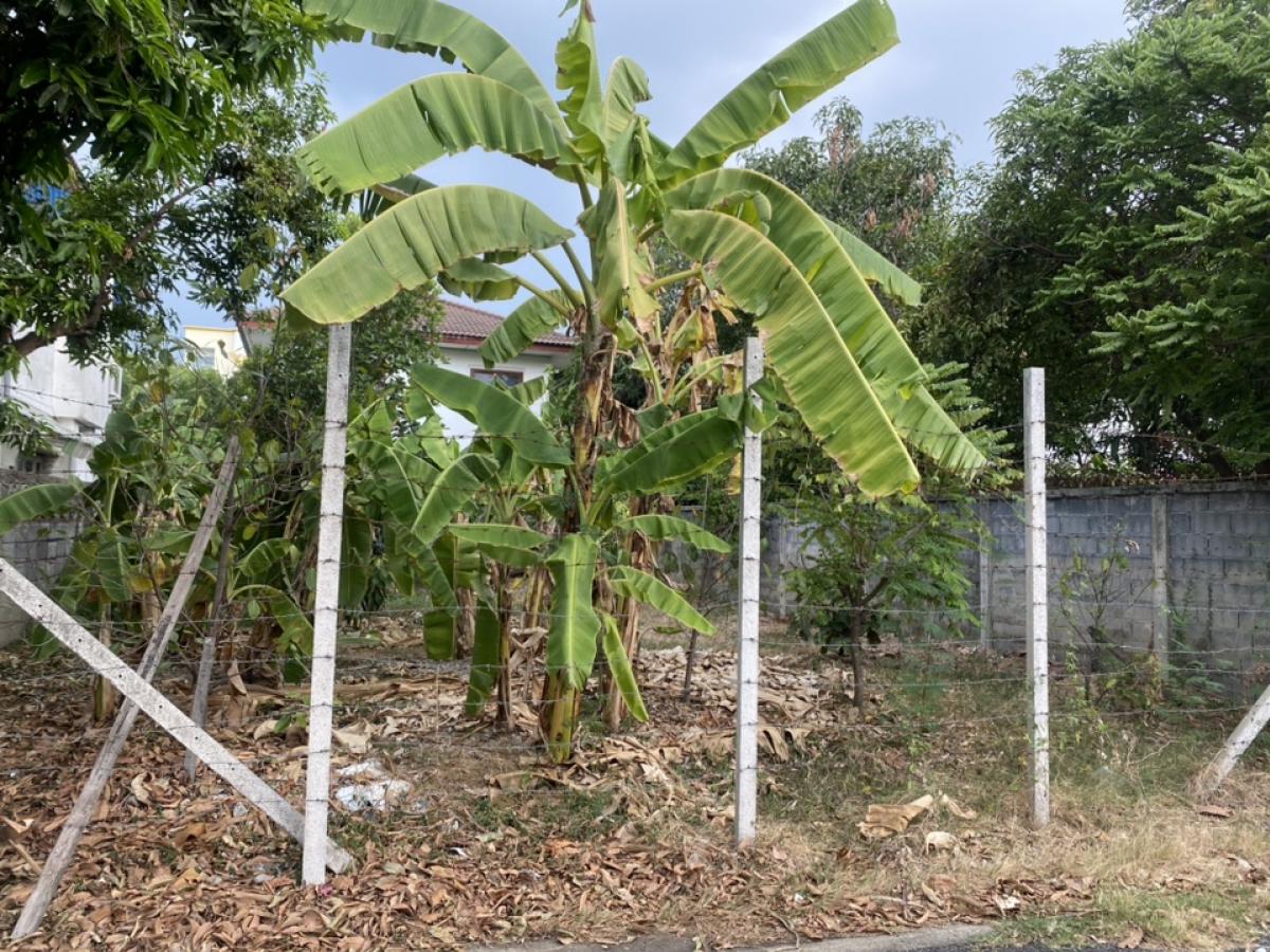 For SaleLandVipawadee, Don Mueang, Lak Si : Land for sale near Don Mueang Airport✈️(Thet Rachan 27)