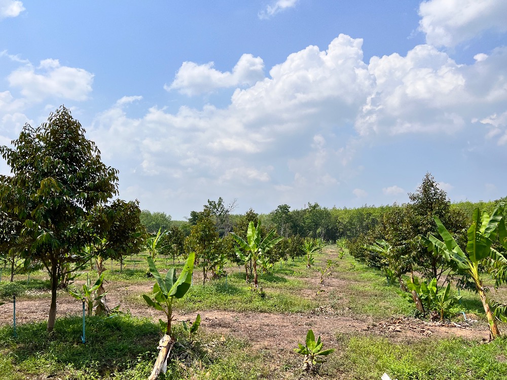 For SaleLandRayong : Land for sale, durian orchard with rubber plantation.