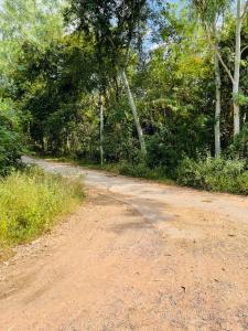 For SaleLandUdon Thani : Urgent sale of rubber plantation land, Udon Thani, 99 rai, Road 210, Udon-Nong Bua Lamphu.