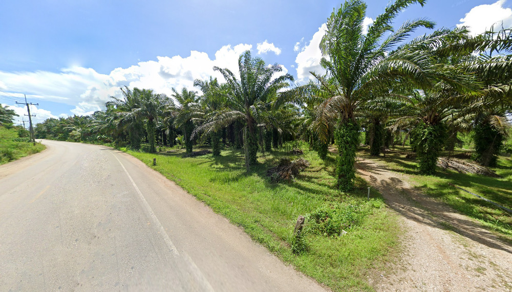 For SaleLandChumphon : Palm plantation land for sale, Tha Sae, Chumphon, large plot, near Phetkasem Road, beautiful plot.