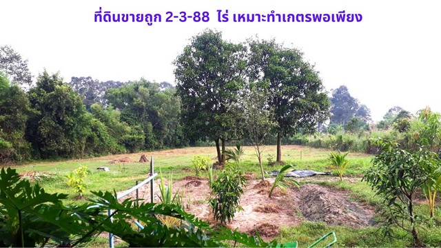 ขายที่ดินปราจีนบุรี : ขายที่ดิน 2-3-88 ไร่ พร้อมบ้านชั้นเดียว 1 หลัง ไว้เป็นเกษตรพอเพียง ใกล้ถนนหลักสุวรรณศรใหม่ เพียง 5 นาที ต.โนนห้อม อ.เมือง จ.ปราจีนบุรี