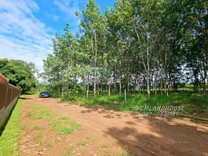 For SaleLandChiang Mai : Beautiful plot of land, rubber plantation, title deed 2-2-96 rai 🚩1,300,000 (474,453/rai) Inthakhin Subdistrict, Mae Taeng, near Chotana Road 800 m.