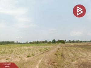 For SaleLandSurin : Urgent sale, large plot of land 177 rai 89 square wah, Prasat, Surin.