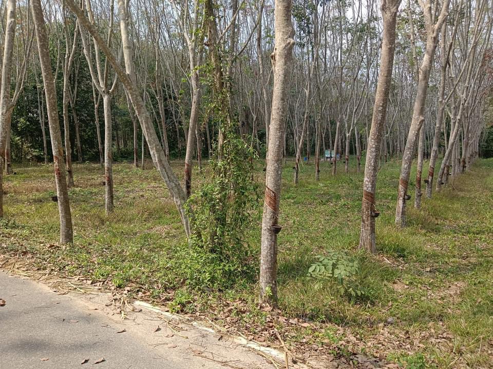 For SaleLandRayong : Land for sale, Ban Laeng rubber plantation - Mueang Rayong.