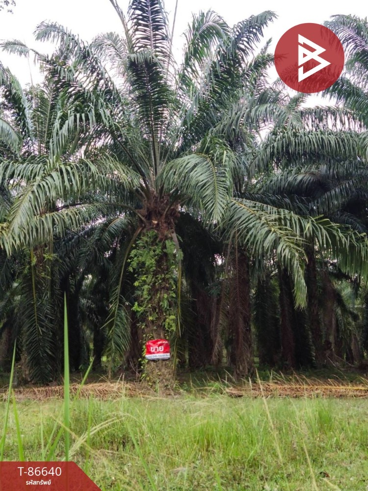 For SaleLandChumphon : Empty land for sale, area 1 rai 3 ngan 23 square wah, Sawi Chumphon.