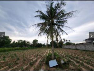 ขายที่ดินศรีราชา แหลมฉบัง บ้านบึง : ที่ดิน ใกล้อ่างเก็บน้ำหนองค้อ / 1 ไร่ (ขาย), Land near Nong Kho Reservoir / 1,600 Square Metre (FOR SALE) NEWC046