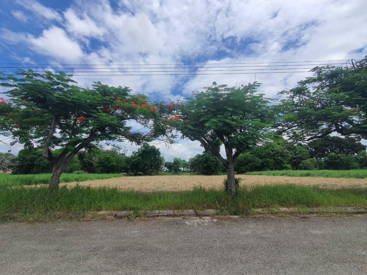 For SaleLandBangna, Bearing, Lasalle : Land for sale next to golf course, 420 sq m, Lakewood Village.